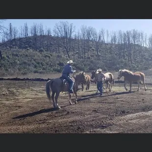 Horses trials
