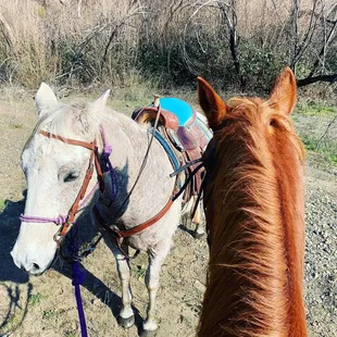 Private horse owners
