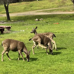 Lots of New sprouts in the meadow to eat this spring, the deer look healthy and a bit plump!