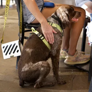 Dog friendly patio