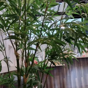 a bamboo tree in a pot