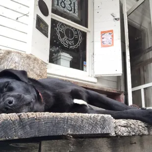 a black dog laying on a bench