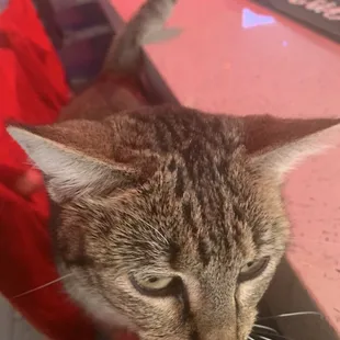 Bar Cat!