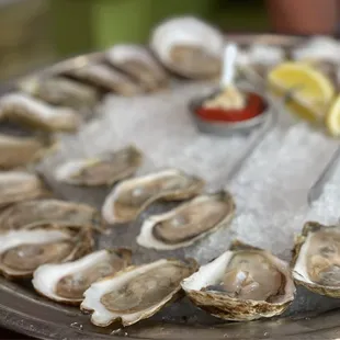 Oysters