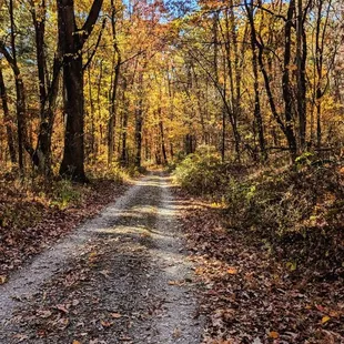 Walking Nichol road to Hoak Field