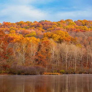 Fall foliage tree line in the park.  It gets very pretty in the Fall.