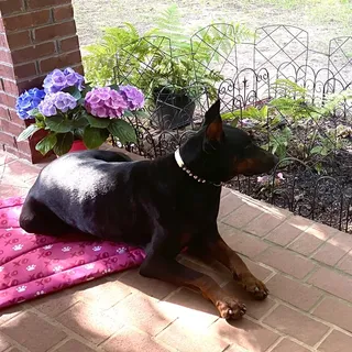 Nayla A.