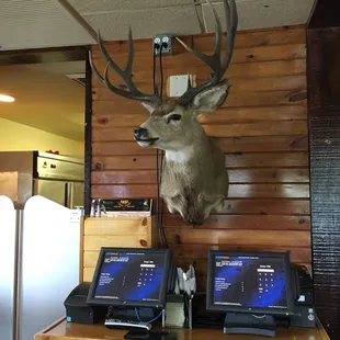 Taxidermy while dining...