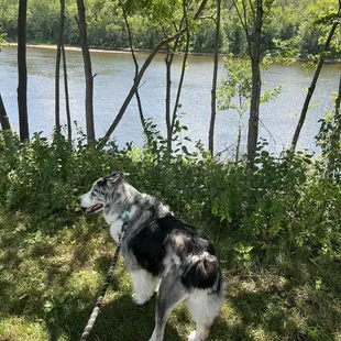 Along the nearby walking path.