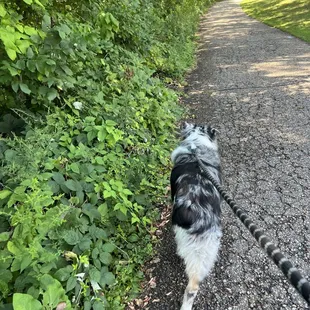 The walking path near Racy's.