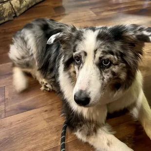 Featuring the dog friendly space at Racy's.