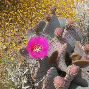 There were a few cacti with beautiful flowers on our trail