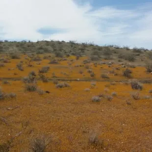 The hills are filled with pretty flowers