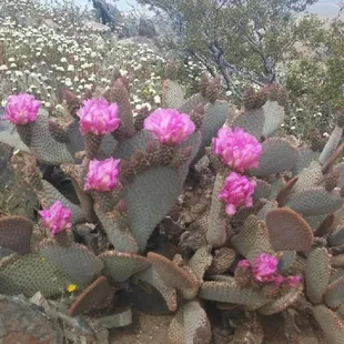 Photo taken at one of the highest tops of the mountain.