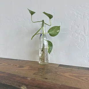 a plant in a glass vase