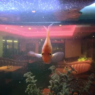 Love their aquariums here