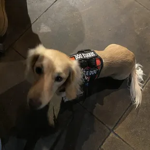 THOR my service dog.