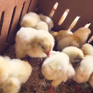 New baby chicks!
