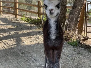 Crazy Hair Alpacas