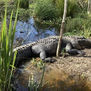 Alligator named Jack