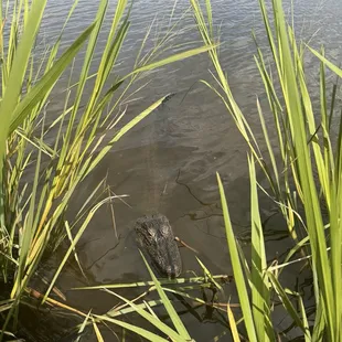 One of many alligators we saw on the ride
