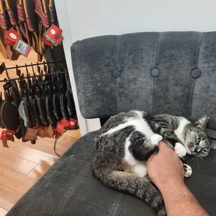 If you bring in more than 2 items, he gives you paws