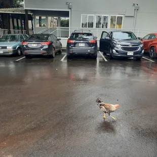 Raging Isle is why he crossed the road.