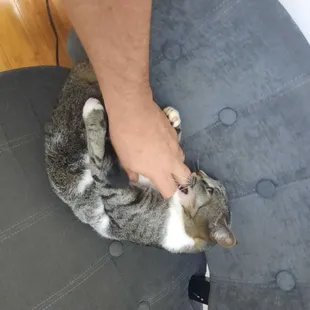 He loves belly rubs, look at him smile