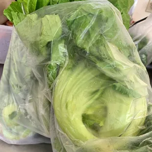 Mustard Cabbage