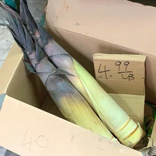 Fresh bamboo shoots