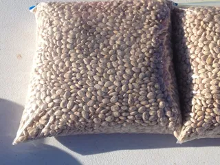 San Felipe Growers Market