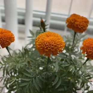 African marigold