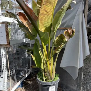 Bird of paradise