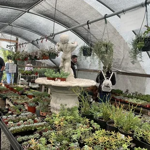 Succulent house