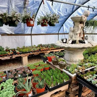 a variety of succulents