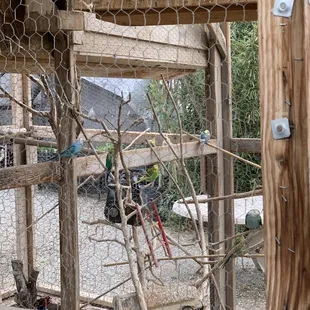 Bird aviary