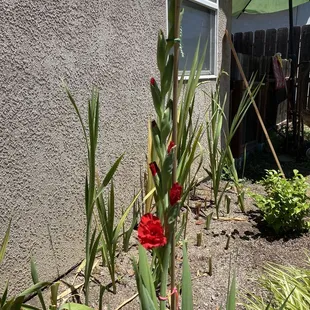 The gladiolus in its spot...