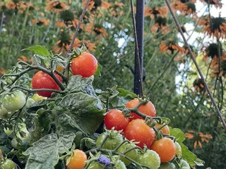 Park Greenhouse