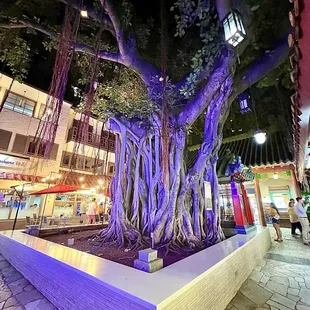 Banyan tree in the middle of the shopping plaza.