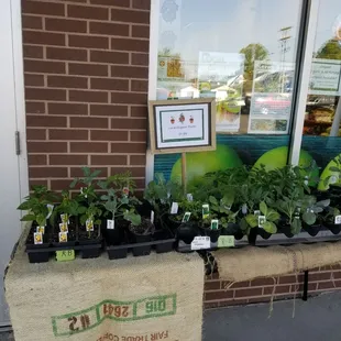 Sidewalk sale of local plants 4/30/2018