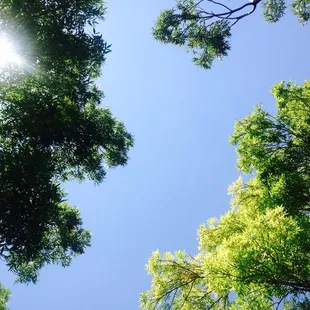 Beautiful day. Shady at the park.