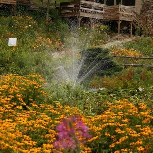 Flowers in bloom around the pond