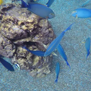 The fish come right up to you