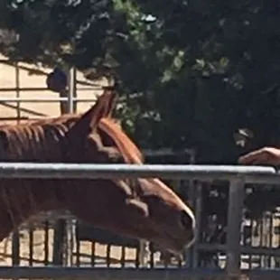 This is one of the oldest horses at the ranch and he is pampered beyond belief!  He's like 33 yrs old !