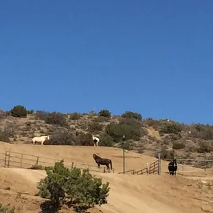 Wonderful places for the horseys !!