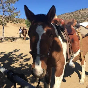 Dakota ... Charlottes horse .... beautiful girl !