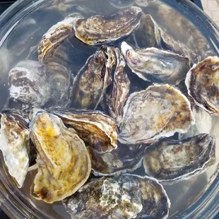 Soaking oysters before they hit the grill.