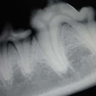 Digital dental x-ray used at Rainbow Valley Veterinary Clinic.
