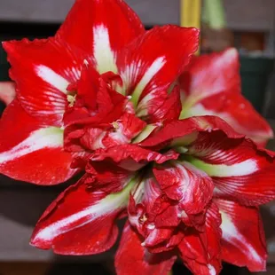 Unique plants are trademarks at Rainforest. Here Holiday amaryllis (Hippeastrums) are a favorite and exclusive!
