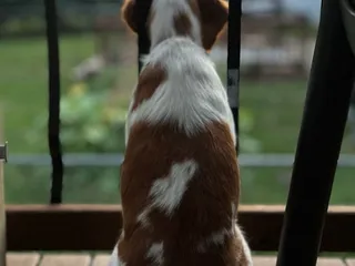 All About Dogs Grooming Salon & Daycare